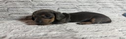 Dachshund dogs for sale: 6 Absolutely stunning dachshund  puppies for sale - Advert 2