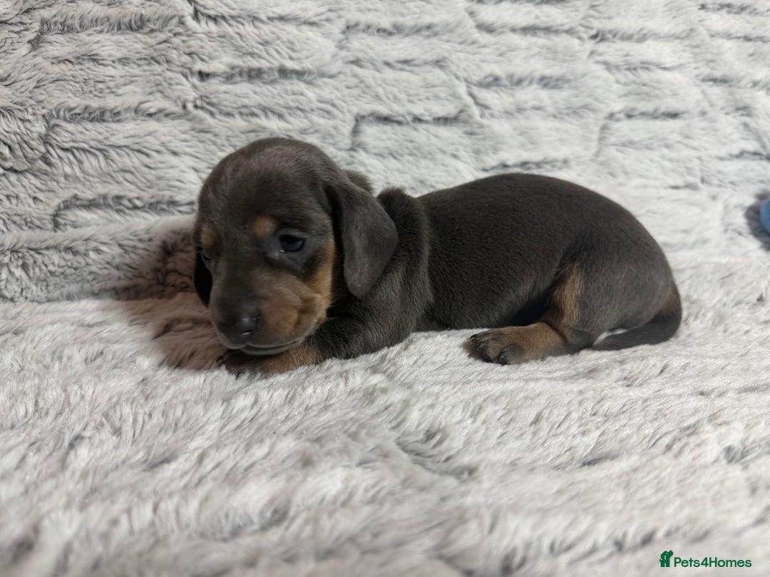 Dachshund dogs for sale: 6 Absolutely stunning dachshund  puppies for sale - Advert 2