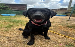 Borador dogs for sale: Beautiful borador - Image 1