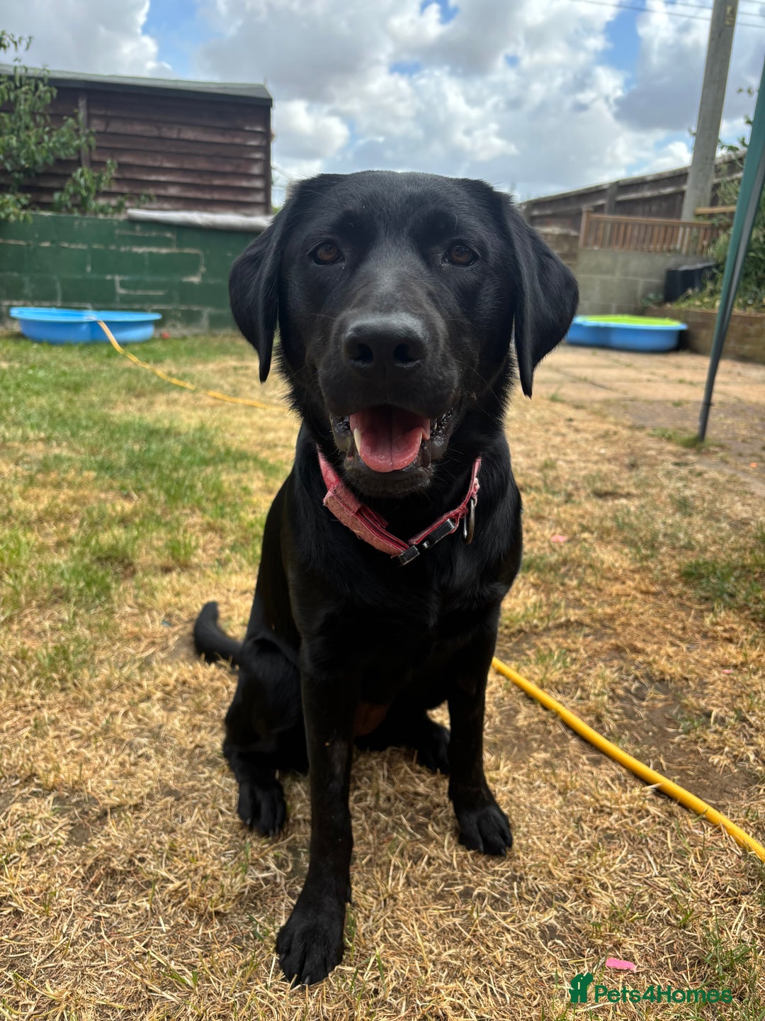 Borador dogs for sale: Beautiful borador - Image 1