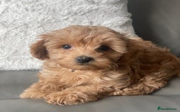 Toy Poodle dogs for sale: Toy poodle girls - Image 7