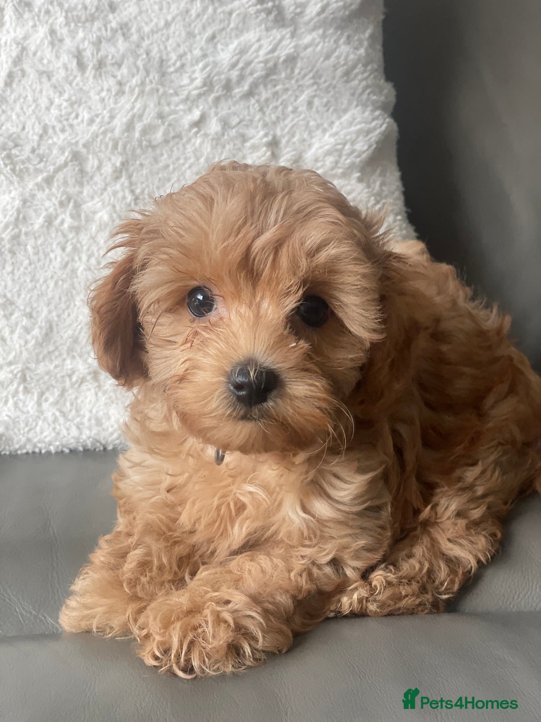Toy Poodle dogs for sale: Toy poodle girls - Image 7