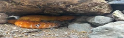 Leopard Gecko reptiles for sale: Blood mandarin gecko and enclosure  in Norwich - Advert 2