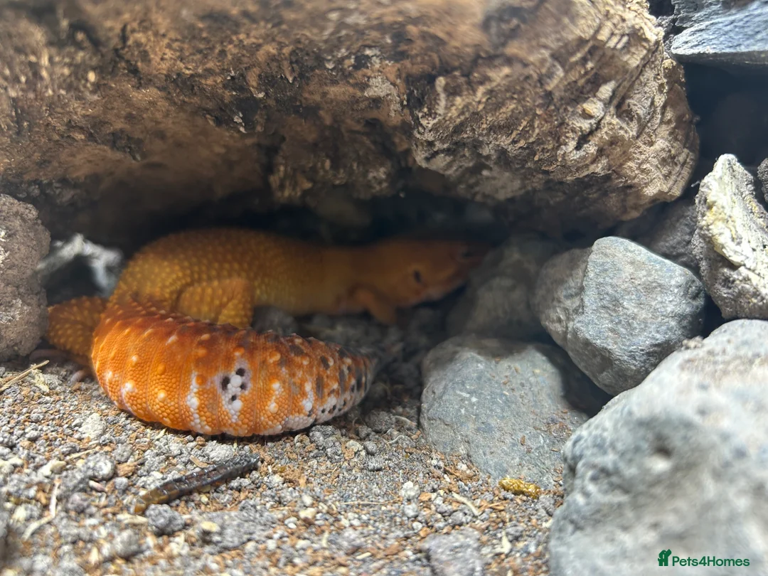 Leopard Gecko reptiles for sale: Blood mandarin gecko and enclosure  in Norwich - Advert 2