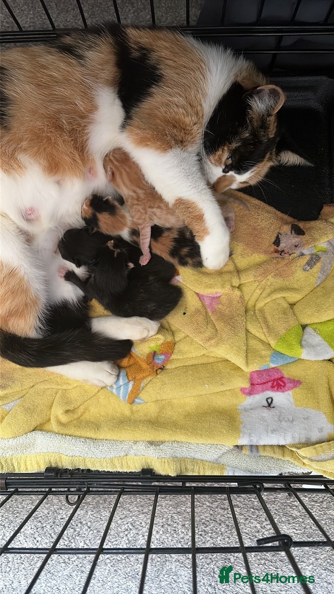 Mixed Breed cats 3 bsh cross kittens  - Advert 1
