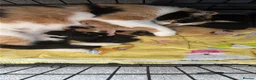 Mixed Breed cats for sale: 3 bsh cross kittens  - Advert 1