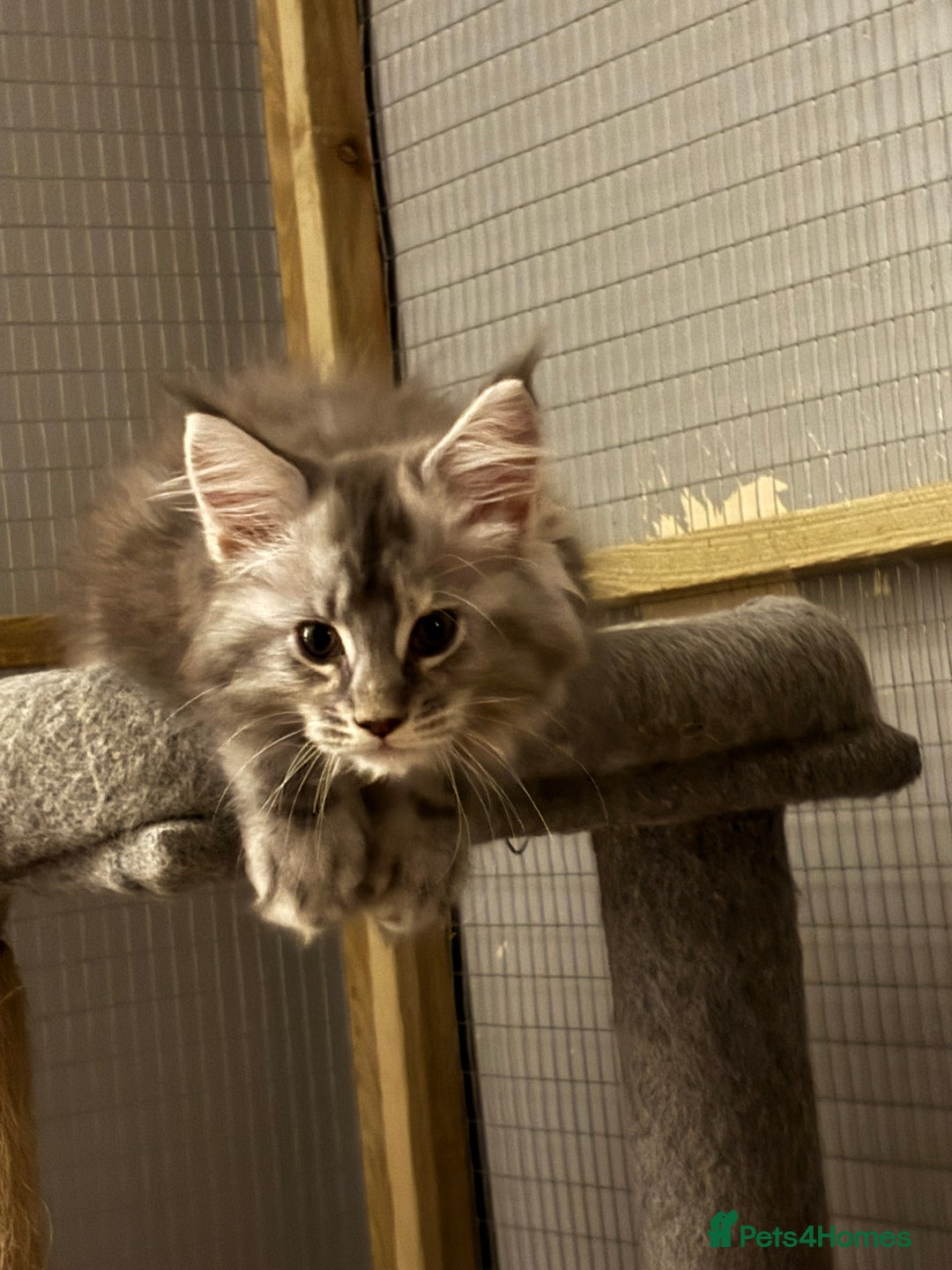 Maine Coon cats for sale: Maine coon kittens - Image 18