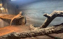 Bearded Dragon reptiles for sale: dragon with full setup - Image 1