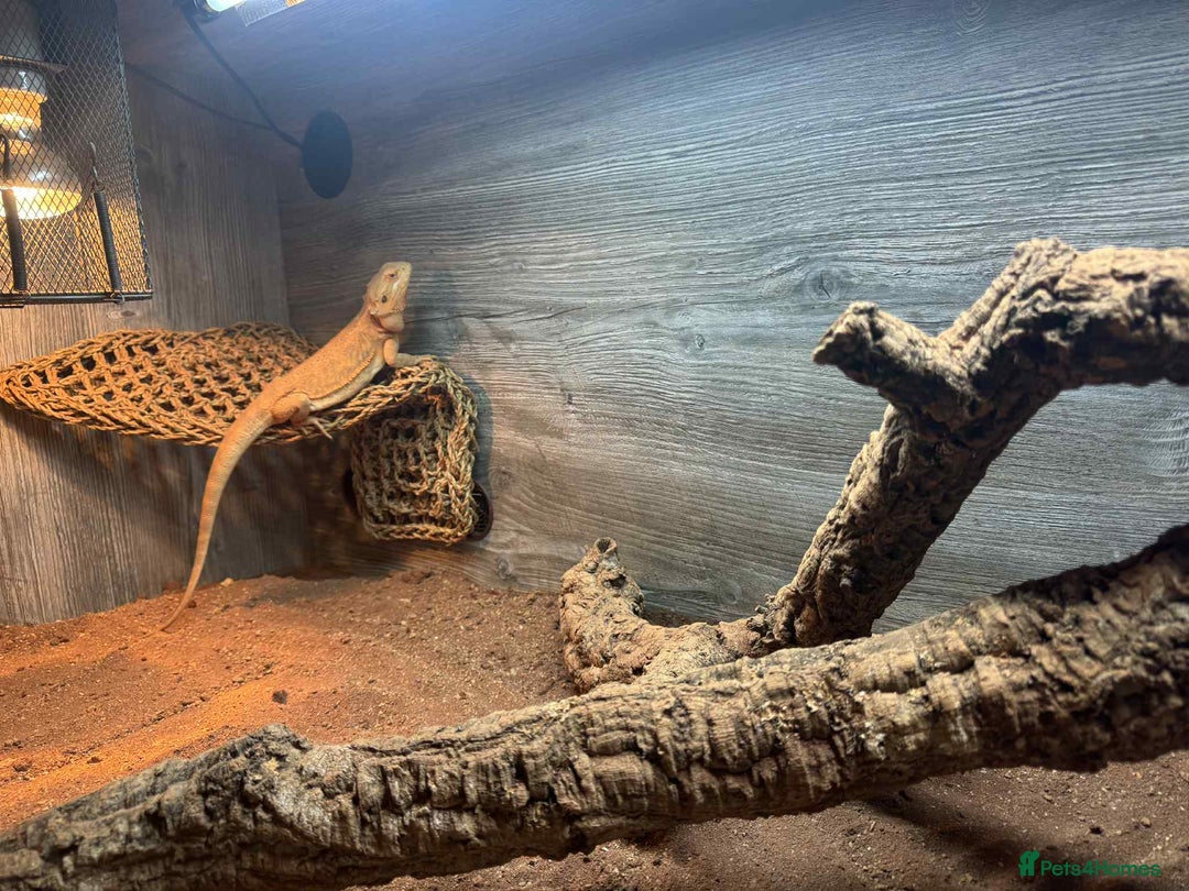 Bearded Dragon reptiles for sale: dragon with full setup - Image 1