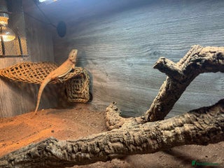 Bearded Dragon reptiles - Advert 13