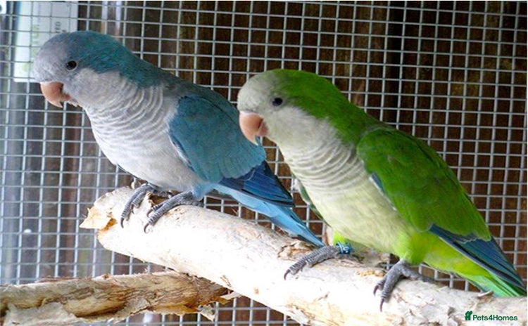 Parrots birds - Advert 1