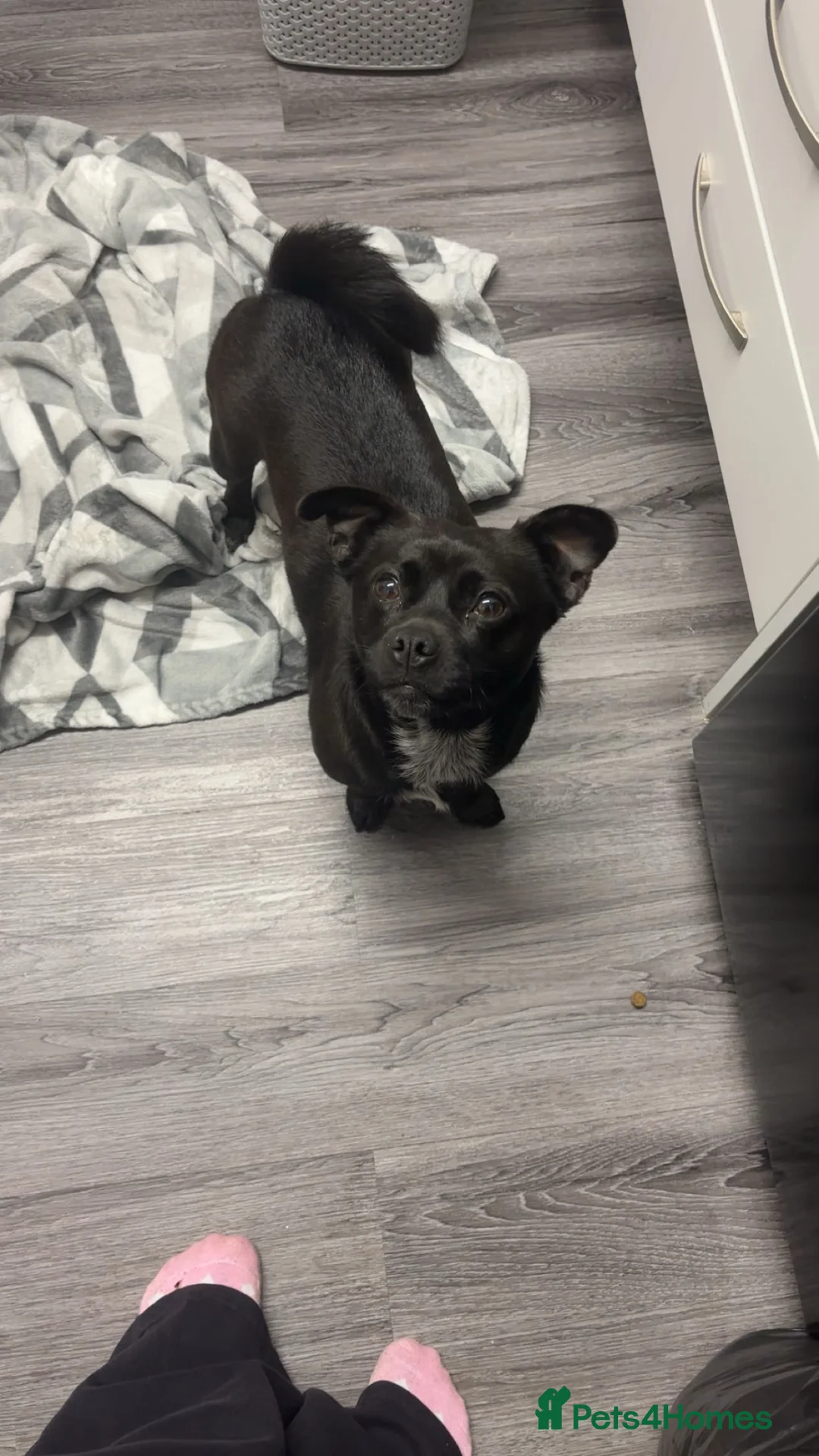 Jug dogs for sale: 2 year old Jug - Advert 5