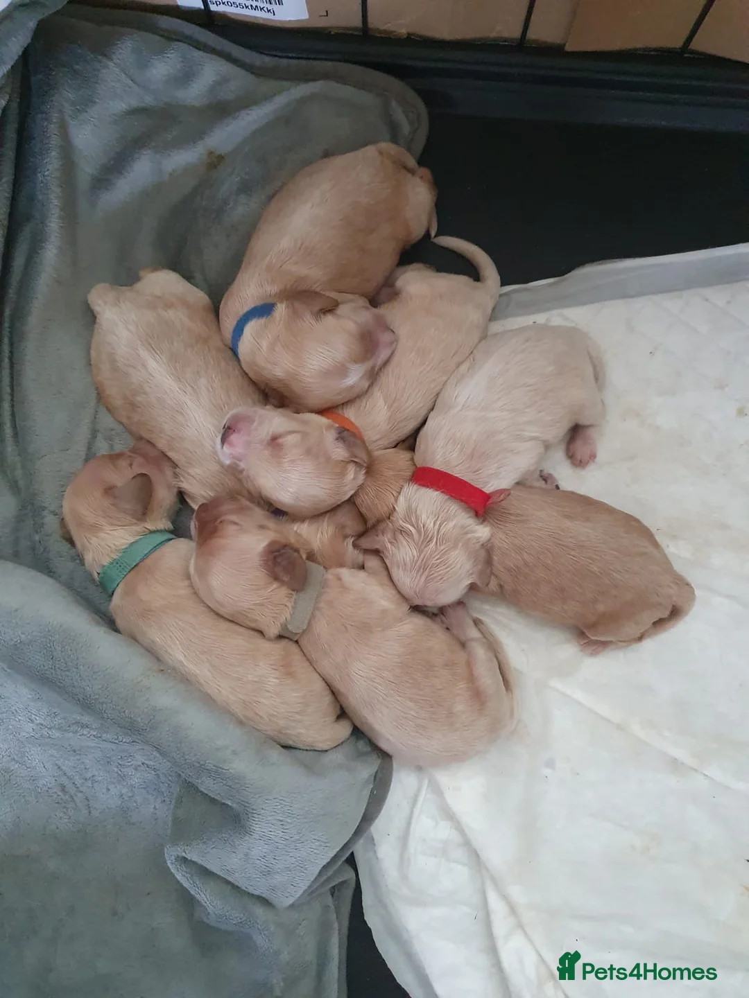 Miniature Poodle dogs for stud: Red K.C reg Miniature Poodle 4 Stud HEALTH TESTED in Chesterfield - Advert 24