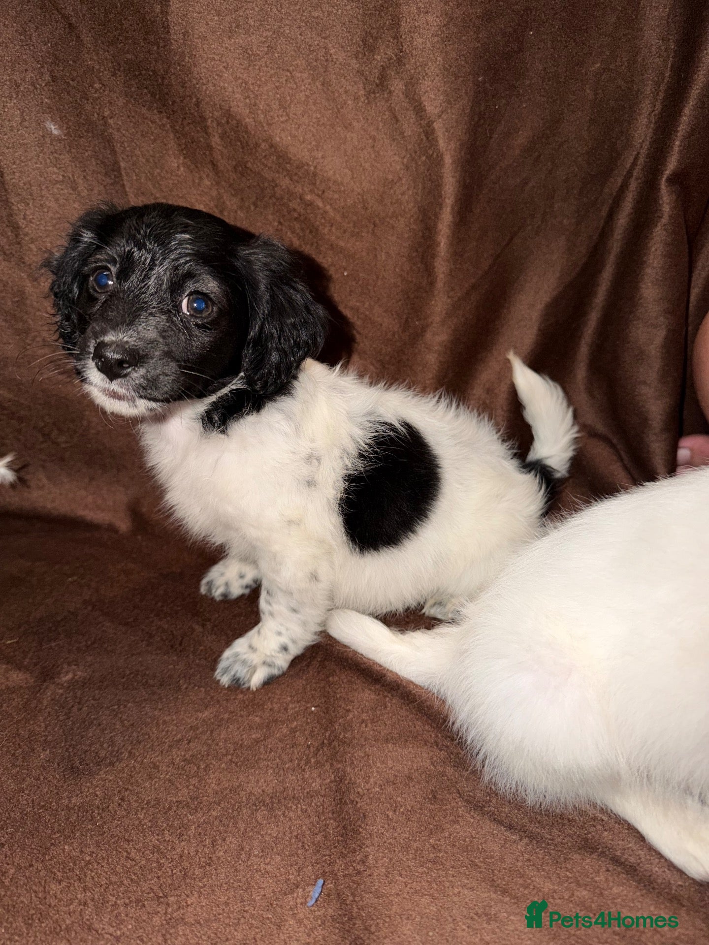 Mixed Breed dogs Gorgeous Girls Cavajackpoos - Advert 1