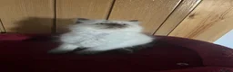 Ragdoll cats for sale: Gorgeous Tica ragdoll kittens  - Advert 32