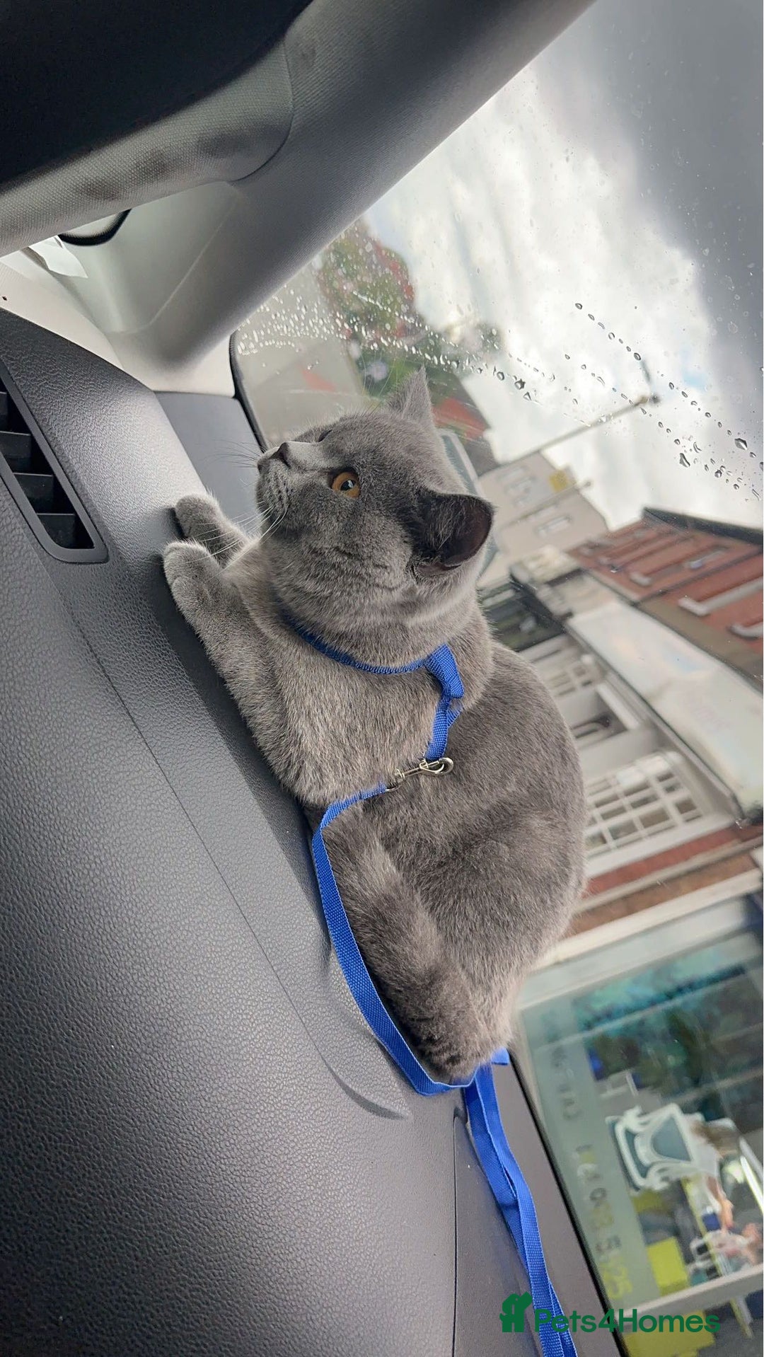 British Shorthair cats for sale: British short hair  - Image 8