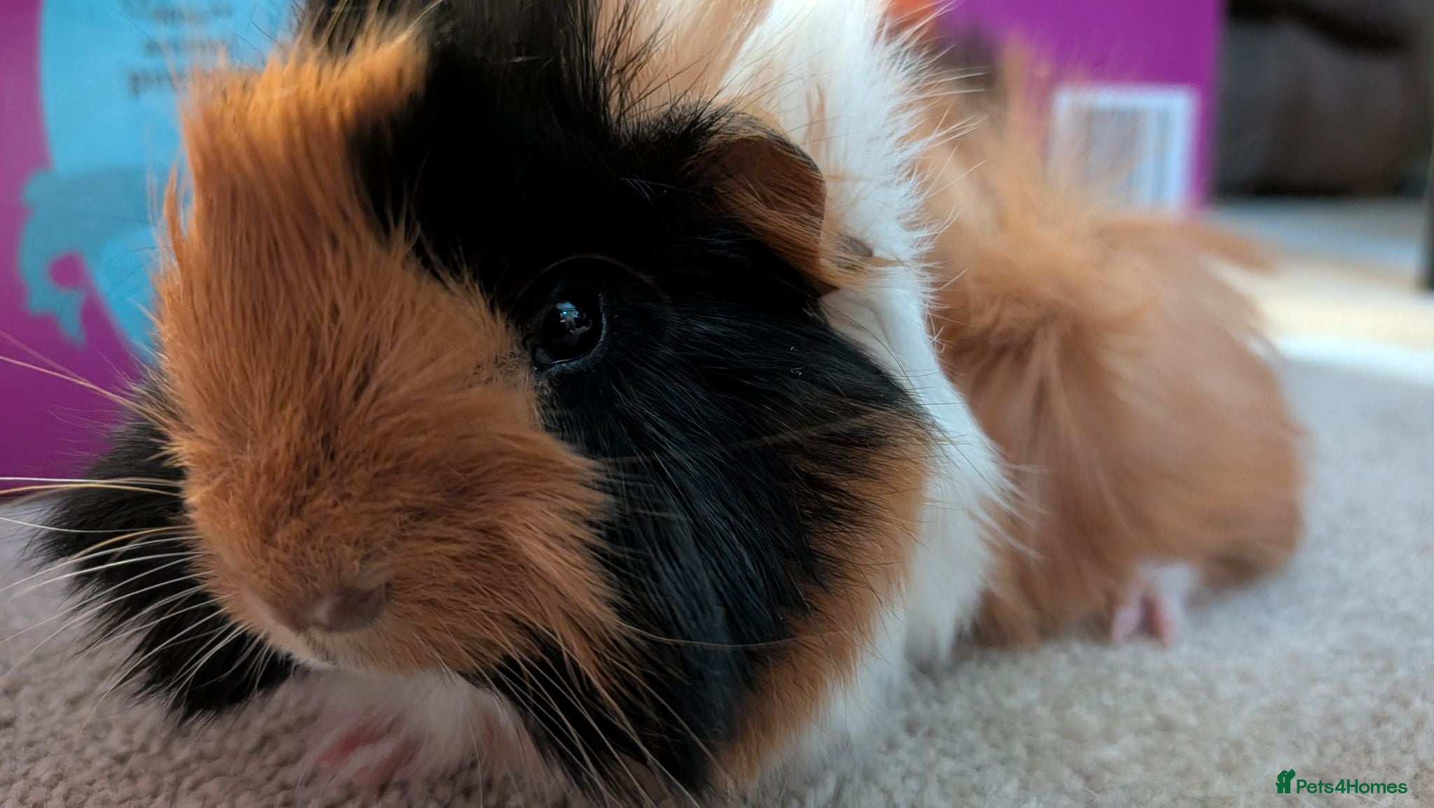 Guinea Pig rodents Beautiful Baby Guinea Pigs - MALES - Advert 19