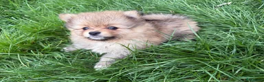 Pomeranian Puppy 2