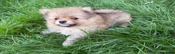 Pomeranian dogs for sale: Beautiful friendly and playful puppys pomeranians - Advert 3