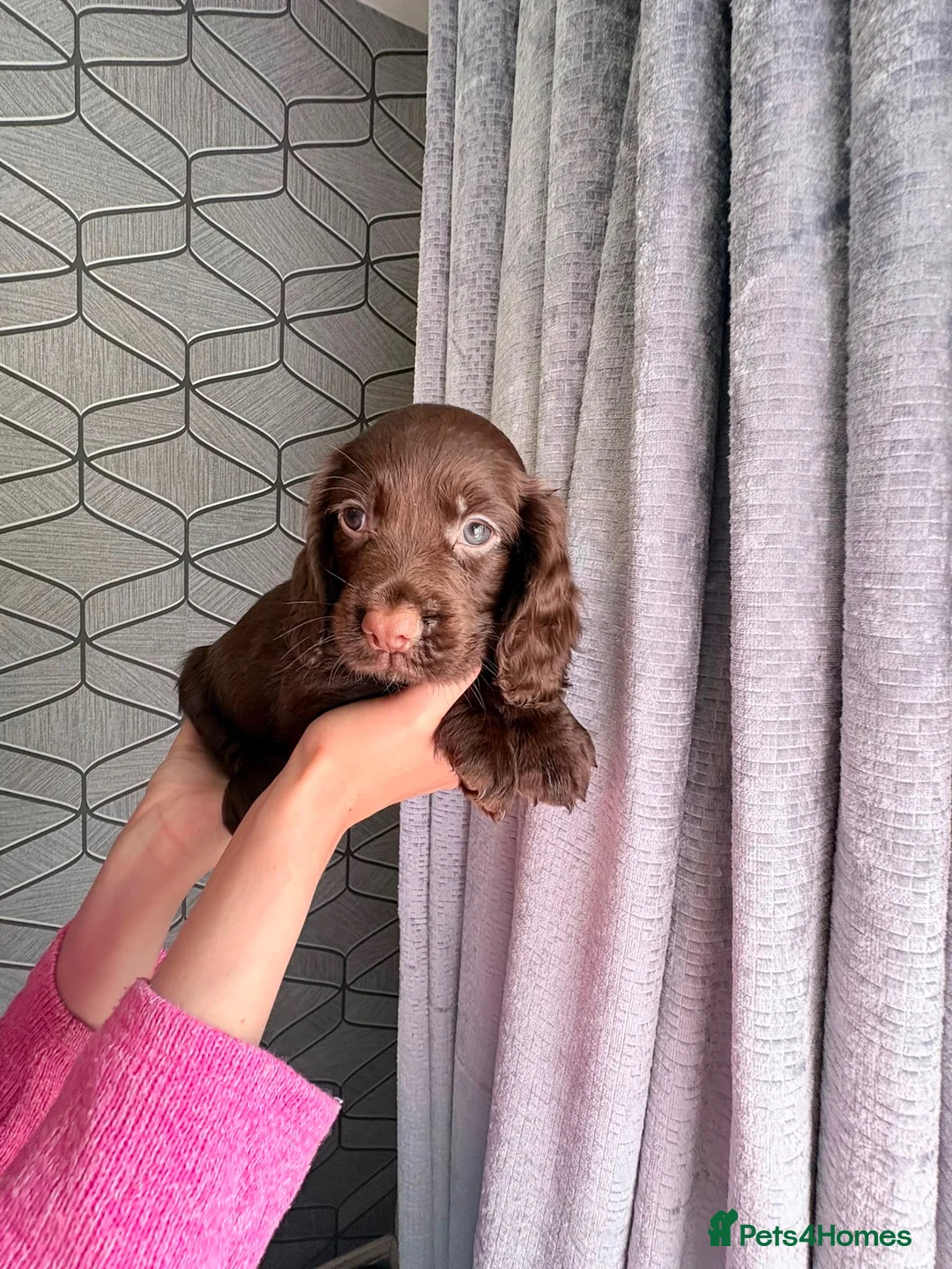 Cocker Spaniel dogs for sale: Working cocker spaniel puppy  - Advert 4