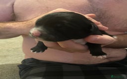 Mixed Breed dogs for sale: Staffy X puppies - Advert 13