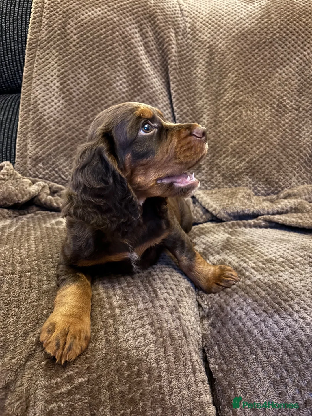 Cocker Spaniel dogs for sale: Stunning Cocker spaniel pups  in Scunthorpe - Advert 2