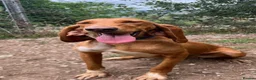 Mixed Breed dogs for adoption: Rubia in Penryn - Advert 11