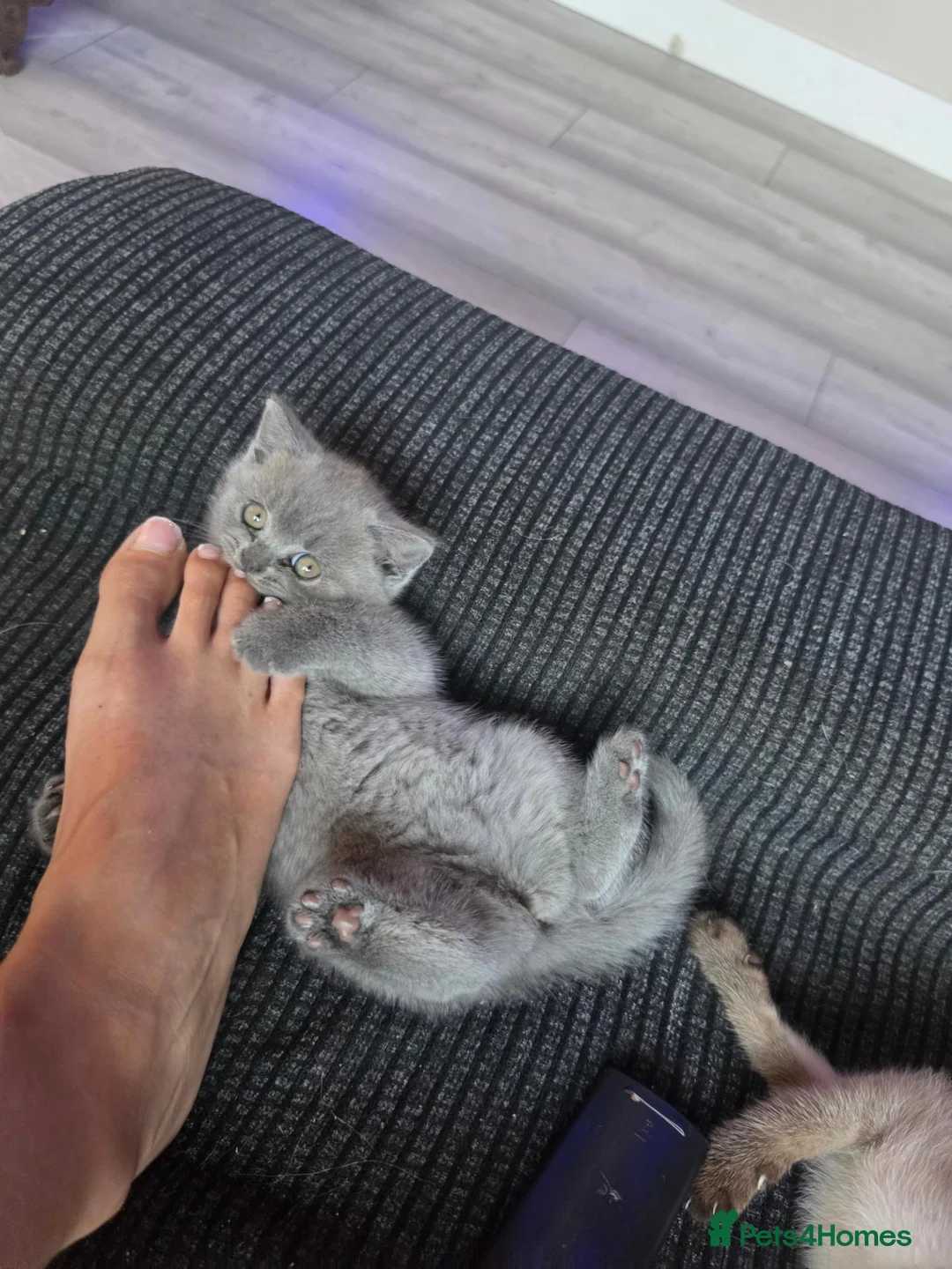 British Shorthair cats for sale: British short hair kitten  in Scunthorpe - Advert 7