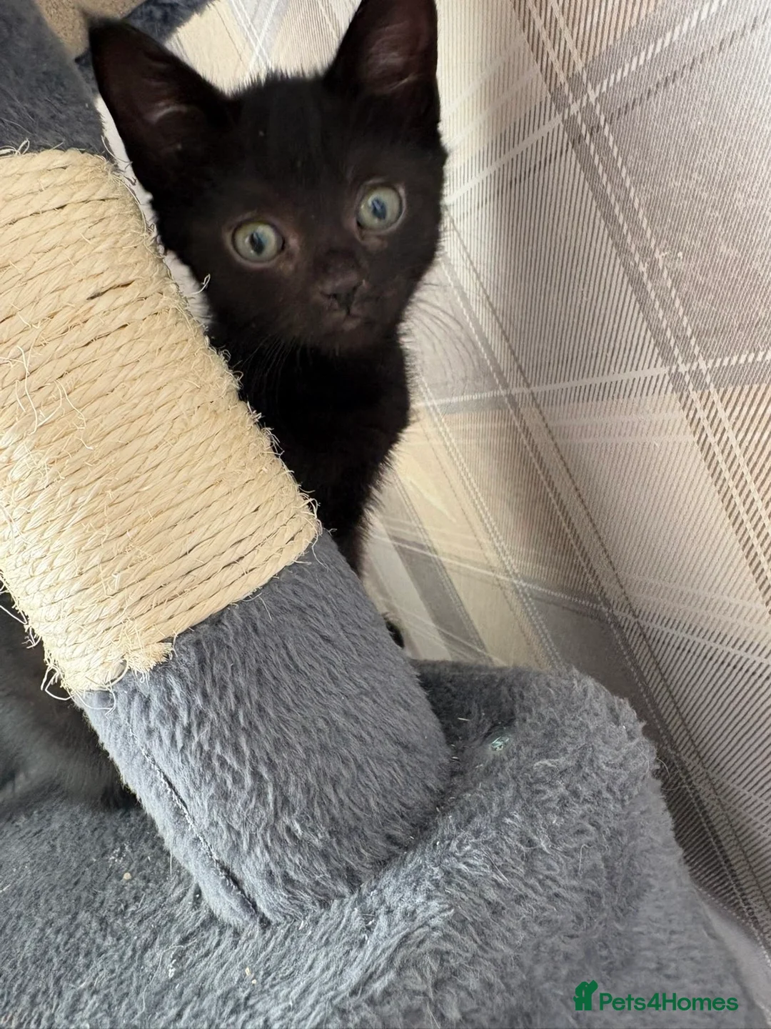Mixed Breed cats for sale: 2 black girl kittens ready to leave now 🐈‍⬛ - Advert 1