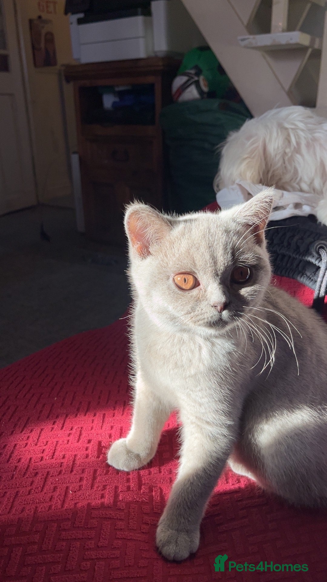 British Shorthair cats 3 BRITISH SHORTHAIR KITTENS READY TO LEAVE  - Advert 2