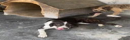 Mixed Breed dogs for adoption: Elin, 2-3 yrs old. Available for adoption. - Advert 3