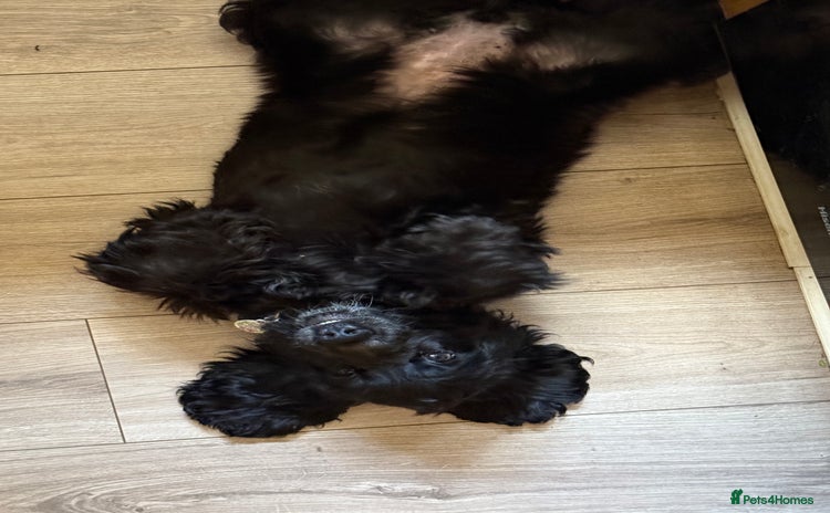 Cocker Spaniel dogs - Advert 15