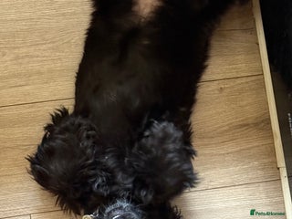 Cocker Spaniel dogs - Advert 21