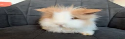 Lionhead rabbits for sale: Beautiful Double-maned Lionhead Rabbits for Sale - Advert 3