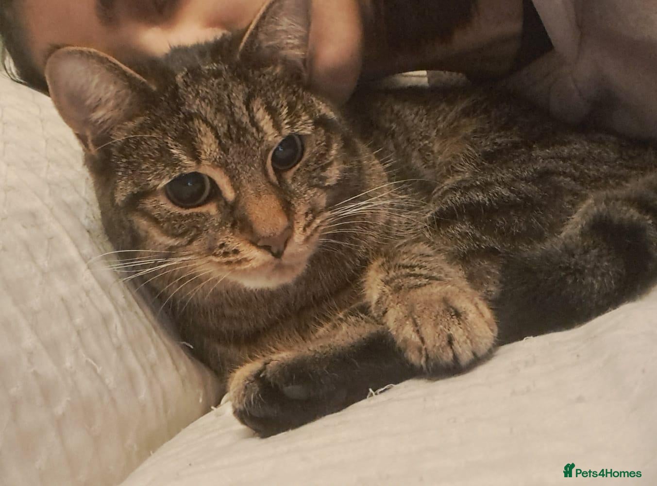 Domestic Shorthair cats for sale: Lovely, friendly tabby - Advert 20