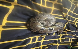 Python Snake reptiles for sale: Snakes w/ full setup - Image 5