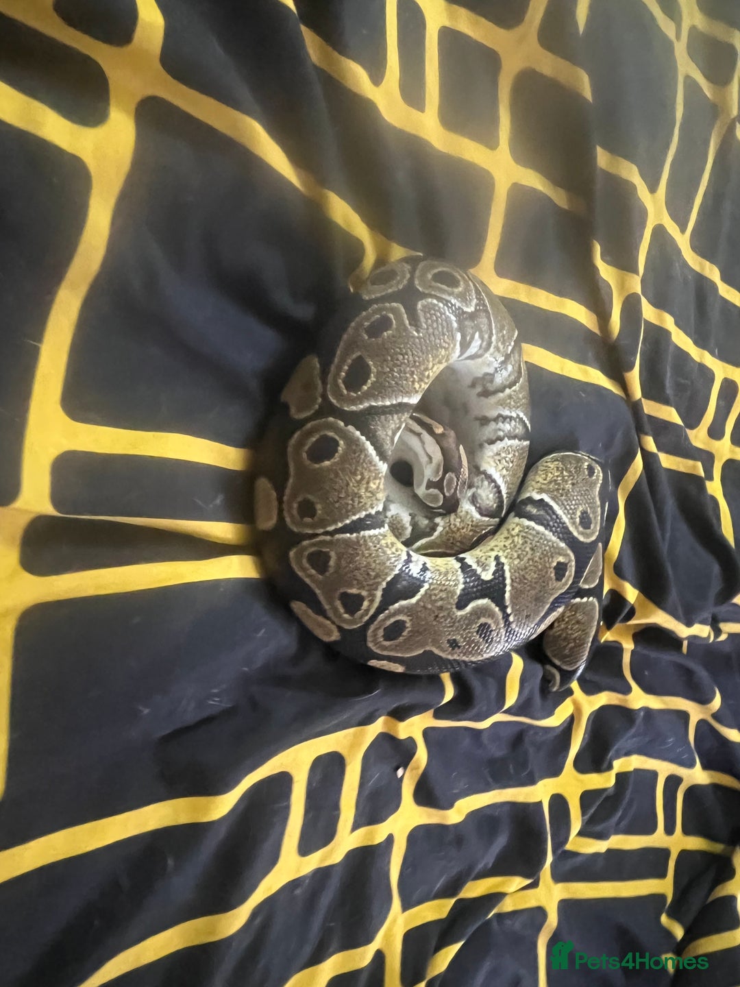 Python Snake reptiles for sale: Snakes w/ full setup - Image 5