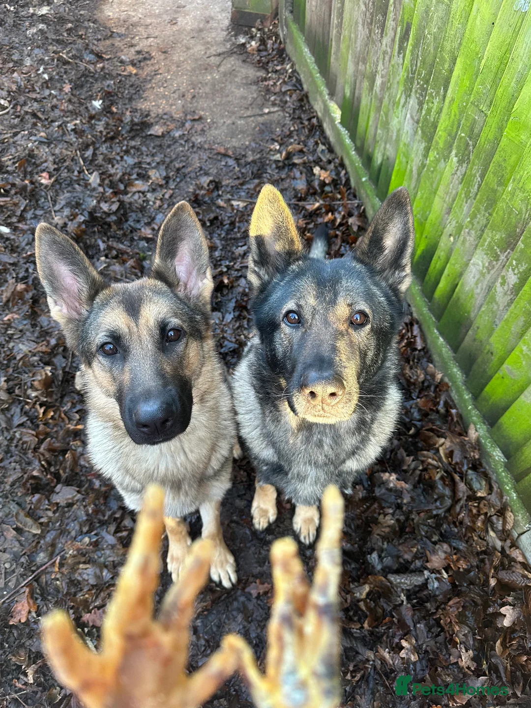 German Shepherd dogs for sale: 🐾 Beautiful KC German shepherd puppies 🐾 - Advert 11