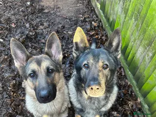 German Shepherd dogs 🐾 Beautiful KC German shepherd puppies 🐾 - Advert 1
