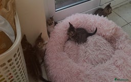 Mixed Breed cats for sale: Kitten looking for good House - Image 5