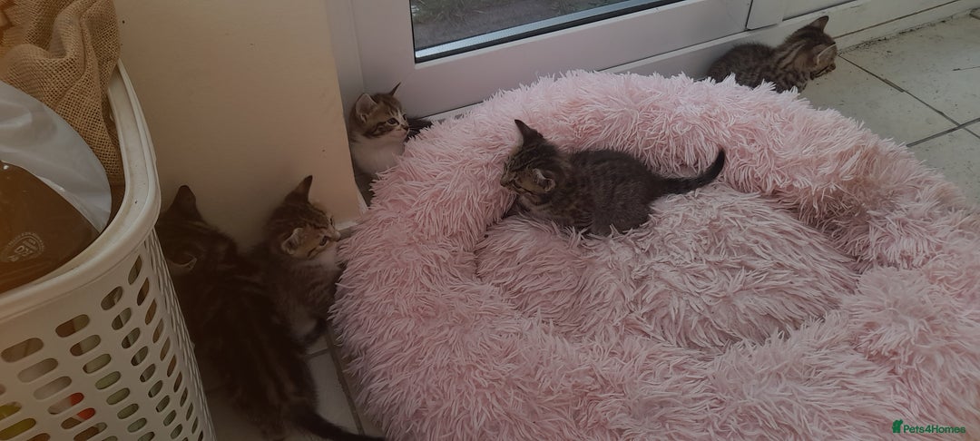 Mixed Breed cats for sale: Kitten looking for good House - Image 5
