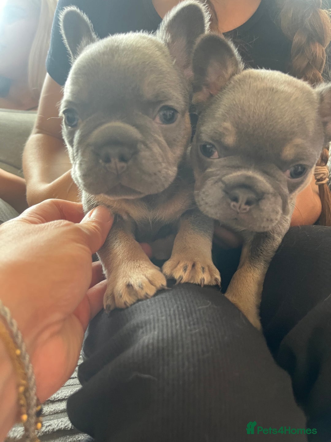 French Bulldog dogs for sale: Beautiful frenchbulldog puppies  - Image 4