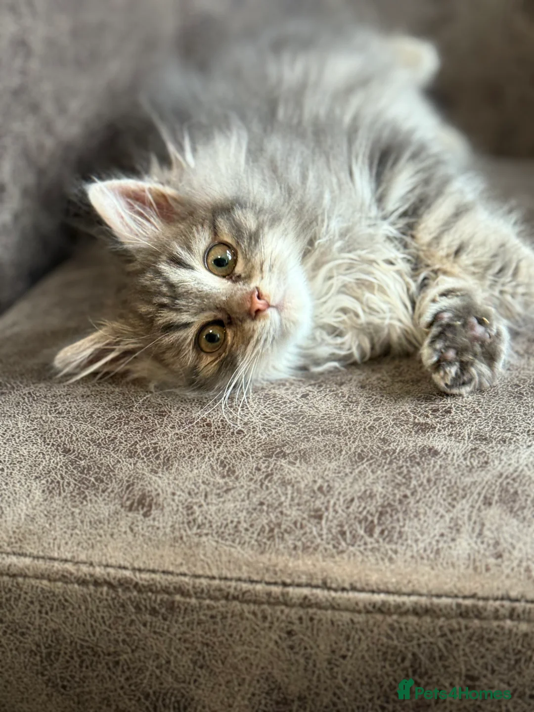 Siberian cats for sale: Traditional Siberian kittens  - Advert 1