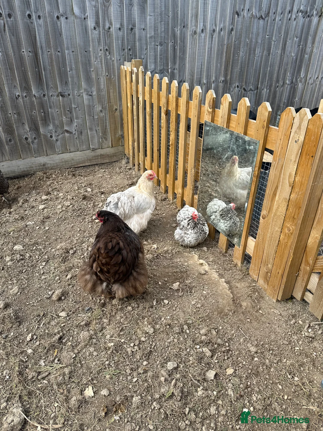 Chickens poultry for sale: Buff Orpington hens  in Denbigh - Advert 4