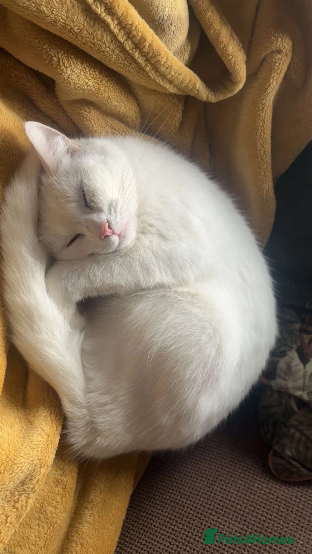 Mixed Breed cats for sale: 3 beautiful kittens looking for new homes  in Flint - Advert 5