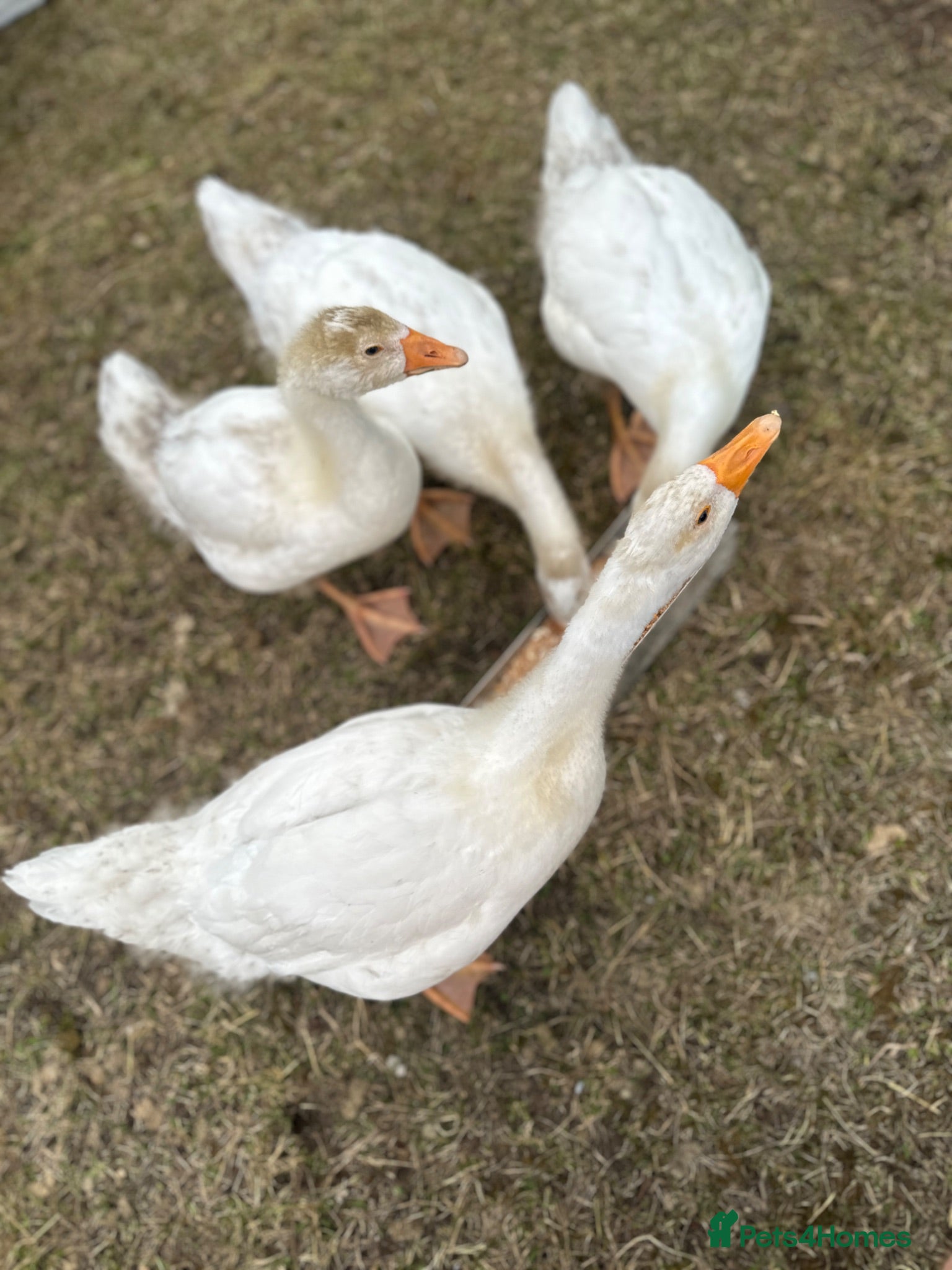 Geese poultry Unsexed Embden Geese x4 - Advert 22