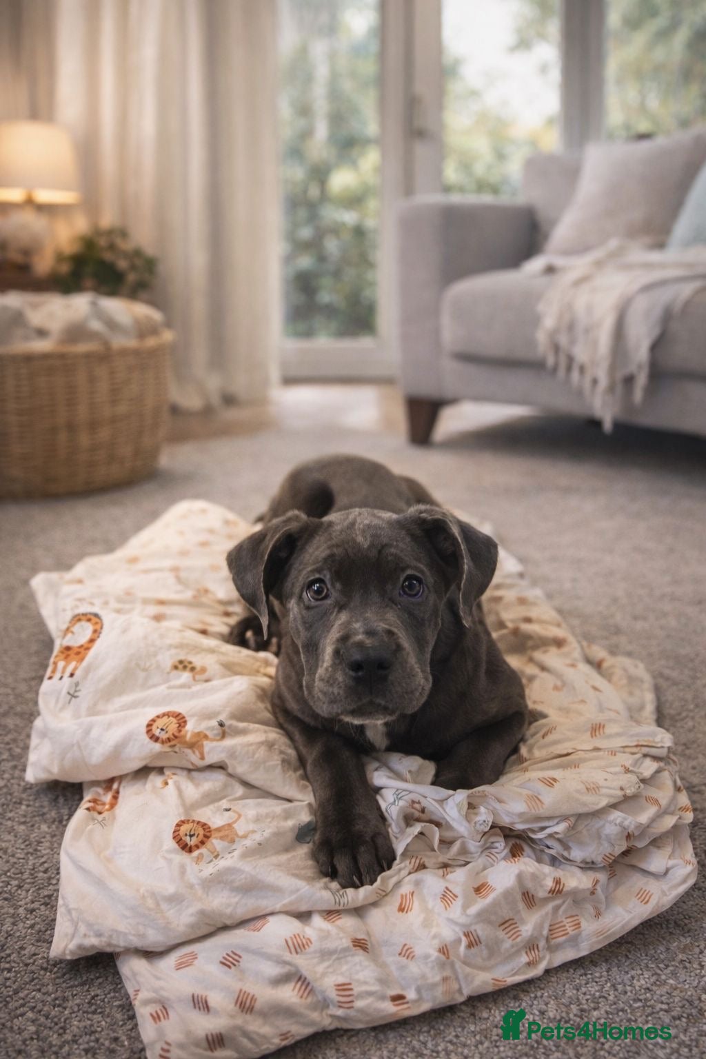 Cane Corso dogs Ready to leave - Advert 3