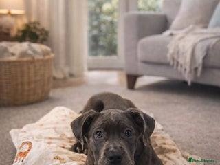 Cane Corso dogs Ready to leave - Advert 13