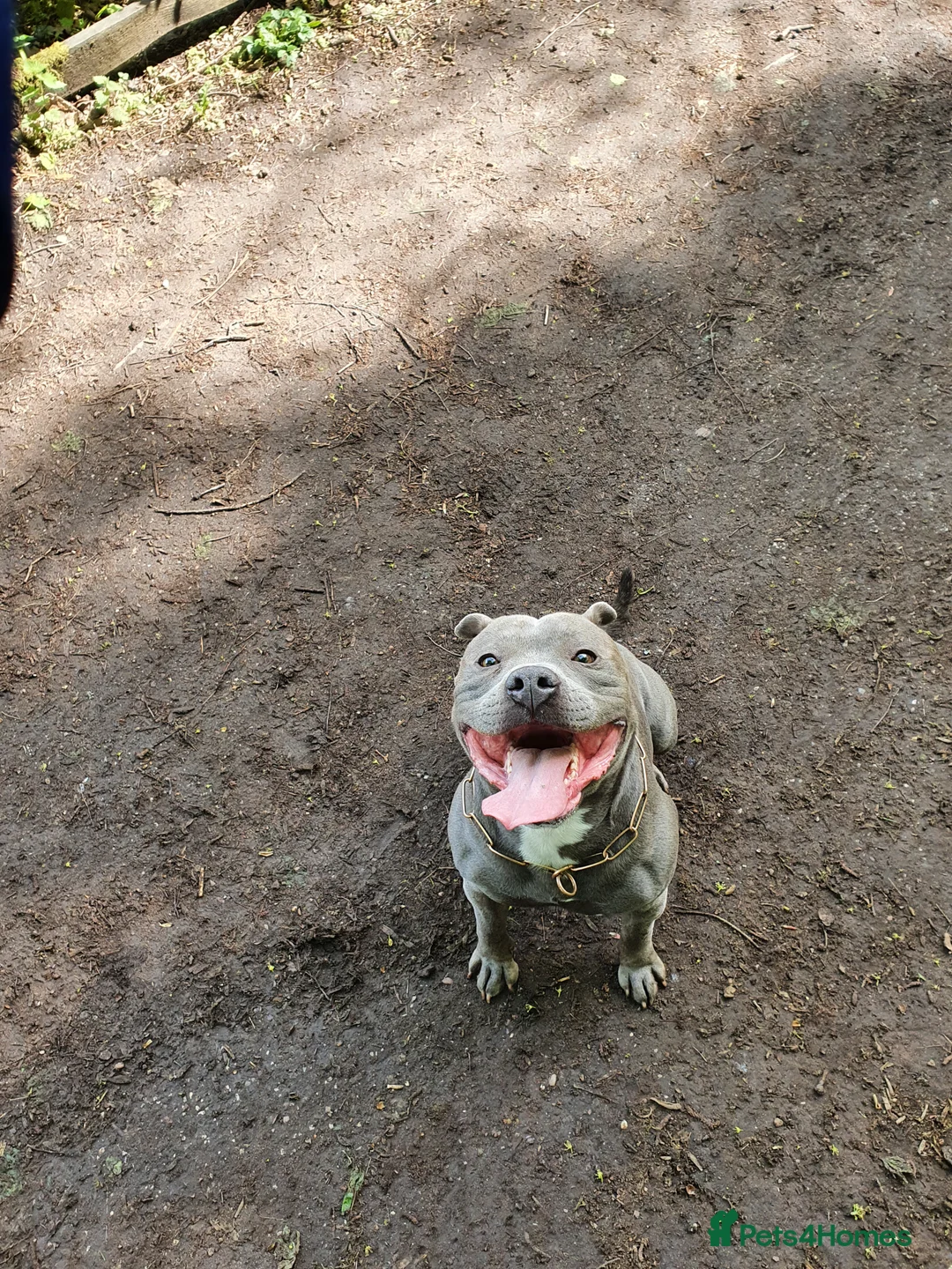 Staffordshire Bull Terrier dogs for stud: Stud for breeding in Ilkeston - Advert 13