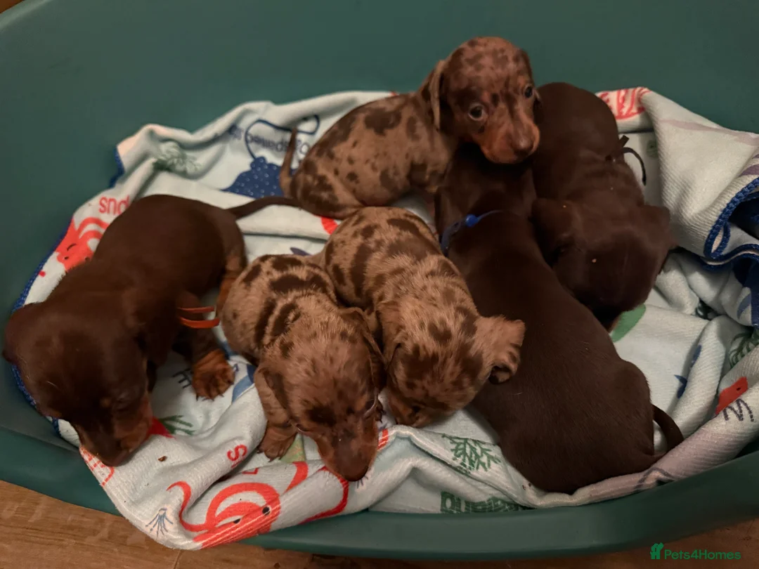 Miniature Dachshund dogs for sale: KC chocolate miniature dachshund puppies  - Advert 4